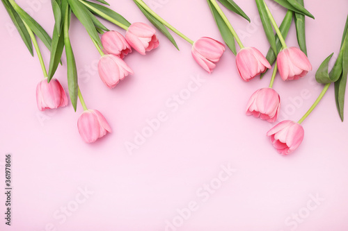 Fototapeta Naklejka Na Ścianę i Meble -  Pink tulips on pink background
