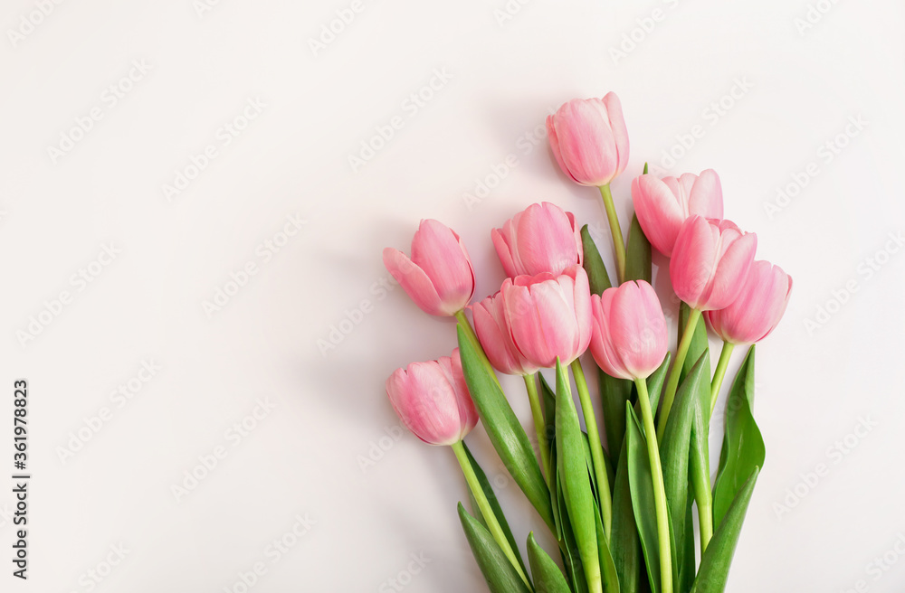 Fototapeta premium Pink tulips isolated on white background