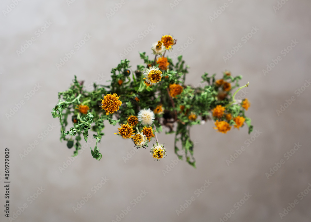 Beautiful floral background. Dry dandelions on a light background. Yellow flowers and leaves of dandelions. Healthy medicinal herbs. View from below.