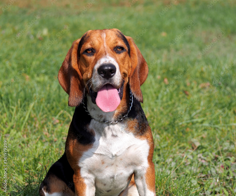 Portrait of beagle on a natural green background