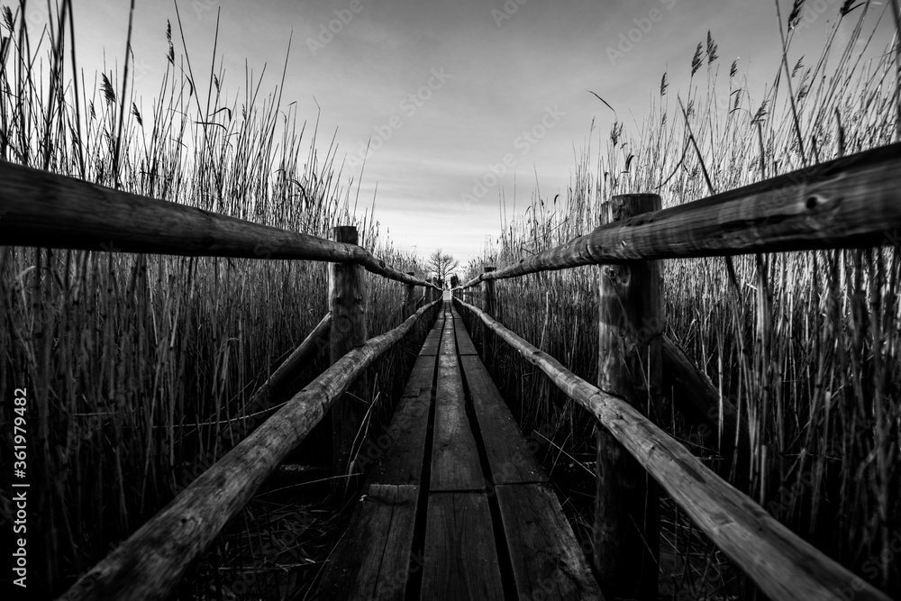 wooden path in the middle of the reeds