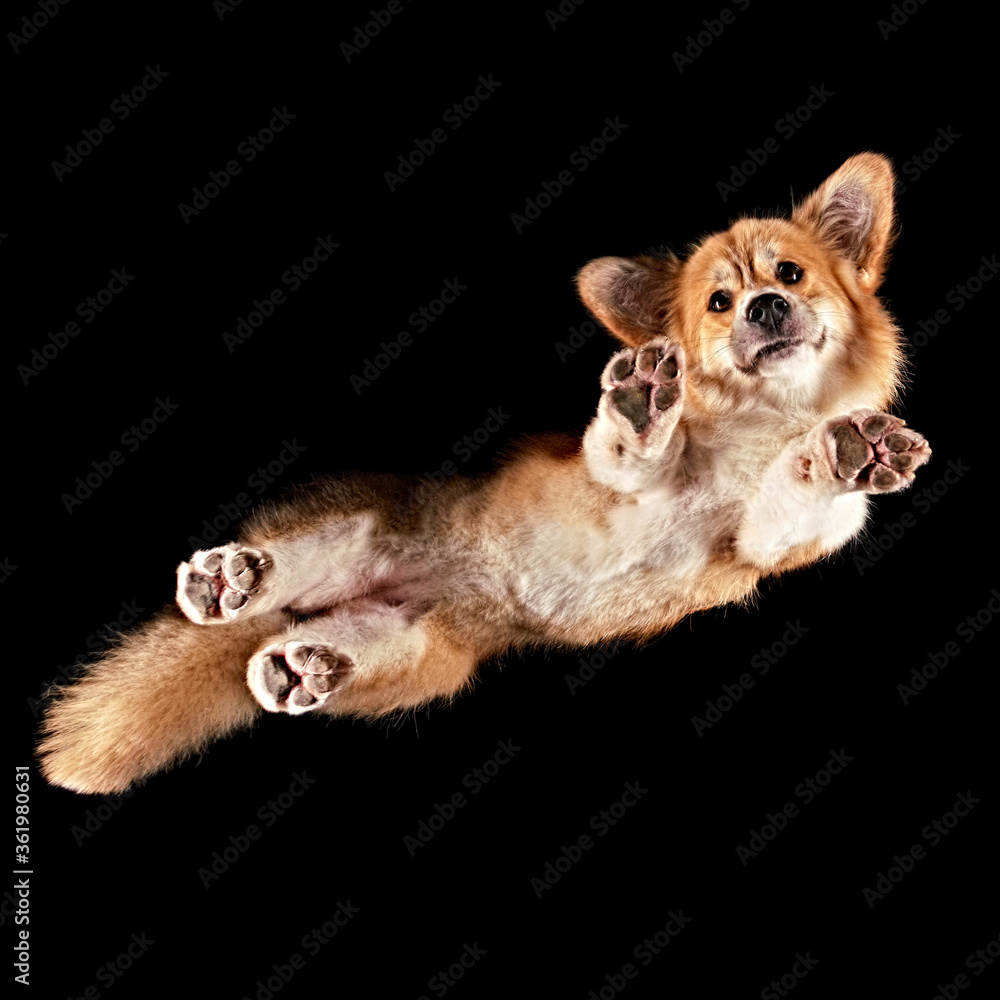 Obraz premium Corgi floating in space shot from underneath