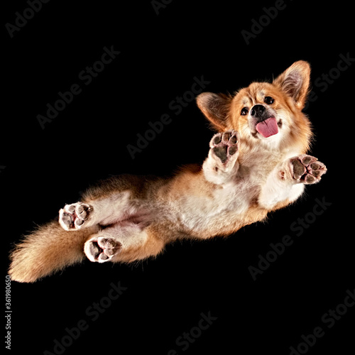 Corgi floating in space shot from underneath