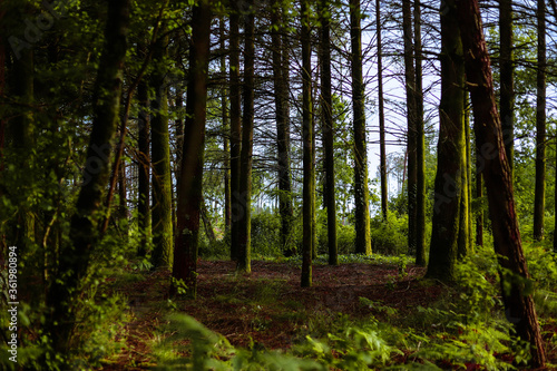 Maravilhosa paisagem de floresta na Europa com pinheiros e samambaias e fleches de luz e sombra. Floresta Portuguesa no interior de Viseu  no verão. © Rafael