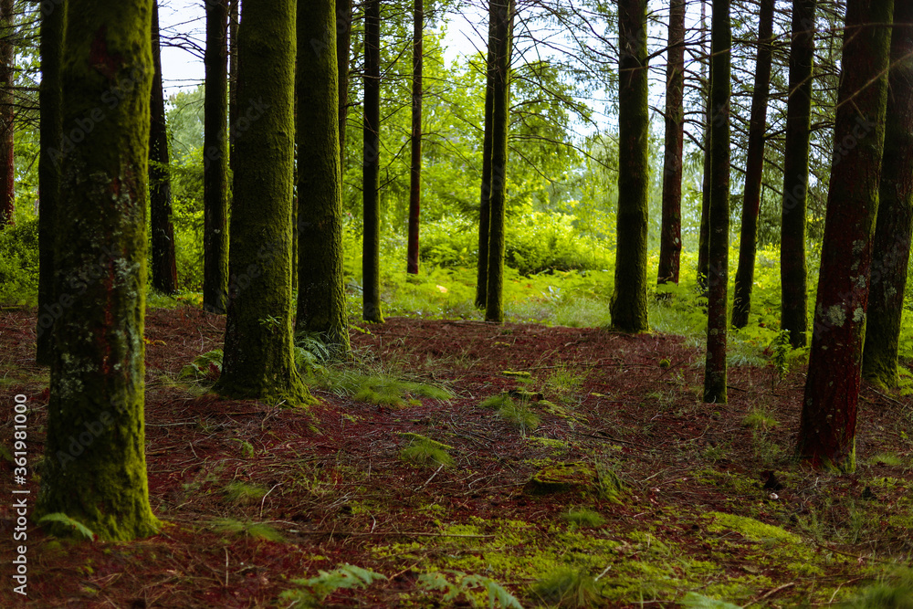 Obraz premium Maravilhosa paisagem de floresta na Europa com pinheiros e samambaias e fleches de luz e sombra. Floresta Portuguesa no interior de Viseu no verão.
