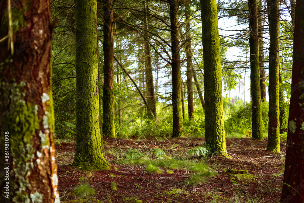 Obraz premium Maravilhosa paisagem de floresta na Europa com pinheiros e samambaias e fleches de luz e sombra. Floresta Portuguesa no interior de Viseu no verão.