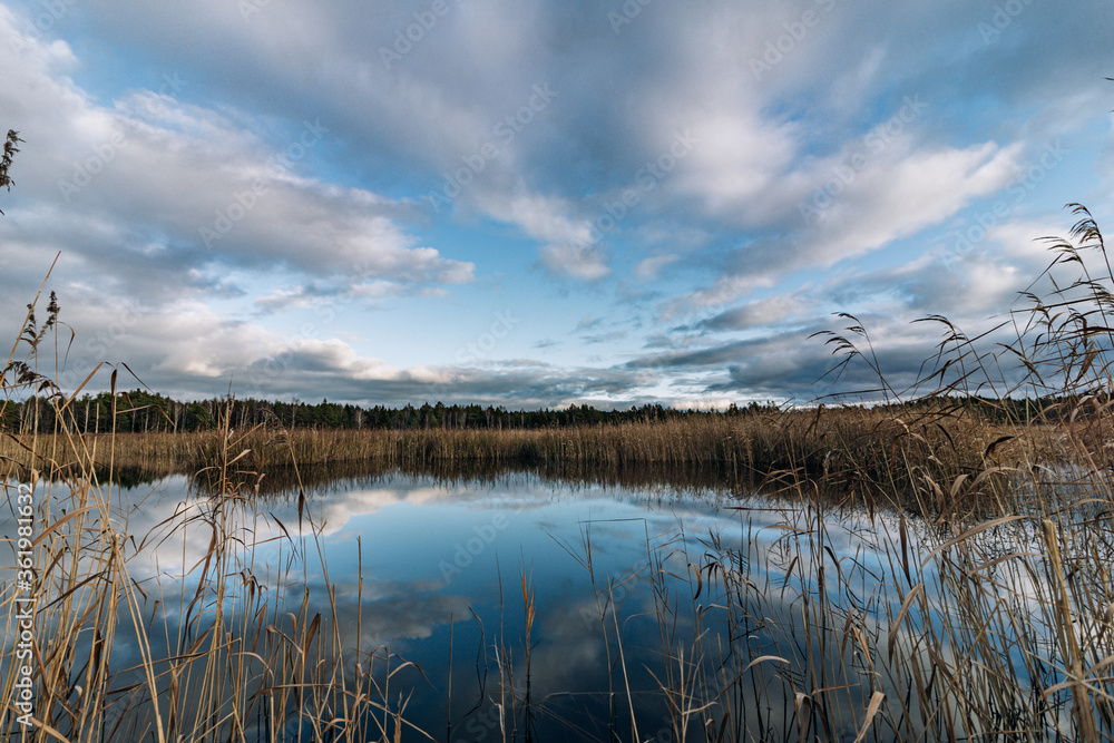 Dry yellow reeds in the blue lake and clouds reflecting in the water Dry yellow reeds in the blue lake and clouds reflecting in the water