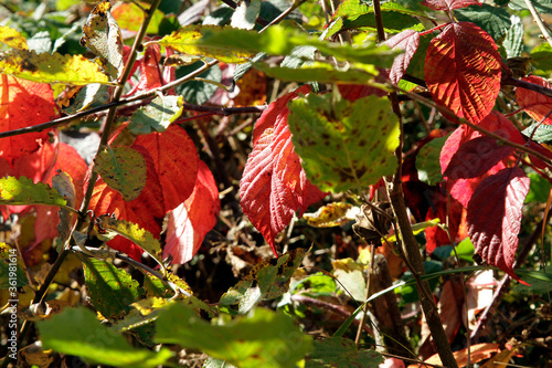 Autumn, Autumn leaves, Colorful, Colorful leaves, Thuringia, Germany, Europe photo