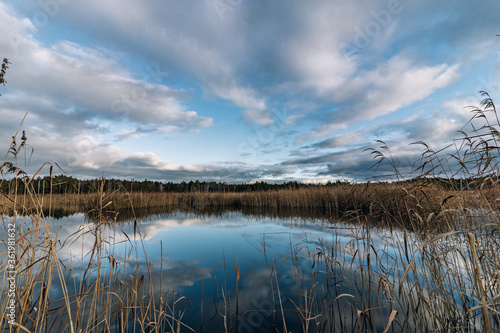 Dry yellow reeds in the blue lake and clouds reflecting in the water