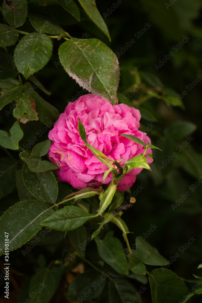 Pink fluffy rose hid behind green leaves