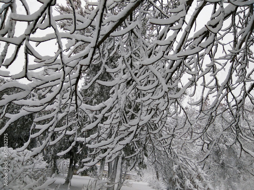 White snow lies on the long branches of a tree. Kishinev. Moldova.
