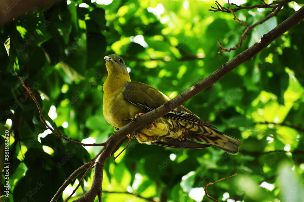Fototapeta premium Yellow footed Green Pigeon