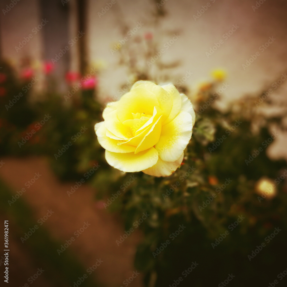 Fototapeta premium Yellow rose.