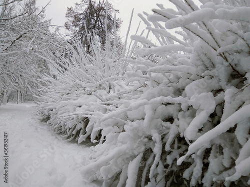 Tall white snow lies on the long branches of a tree. Kishinev. Moldova.