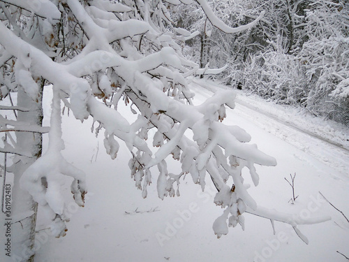 Tall white snow lies on the long branches of a tree. Kishinev. Moldova.