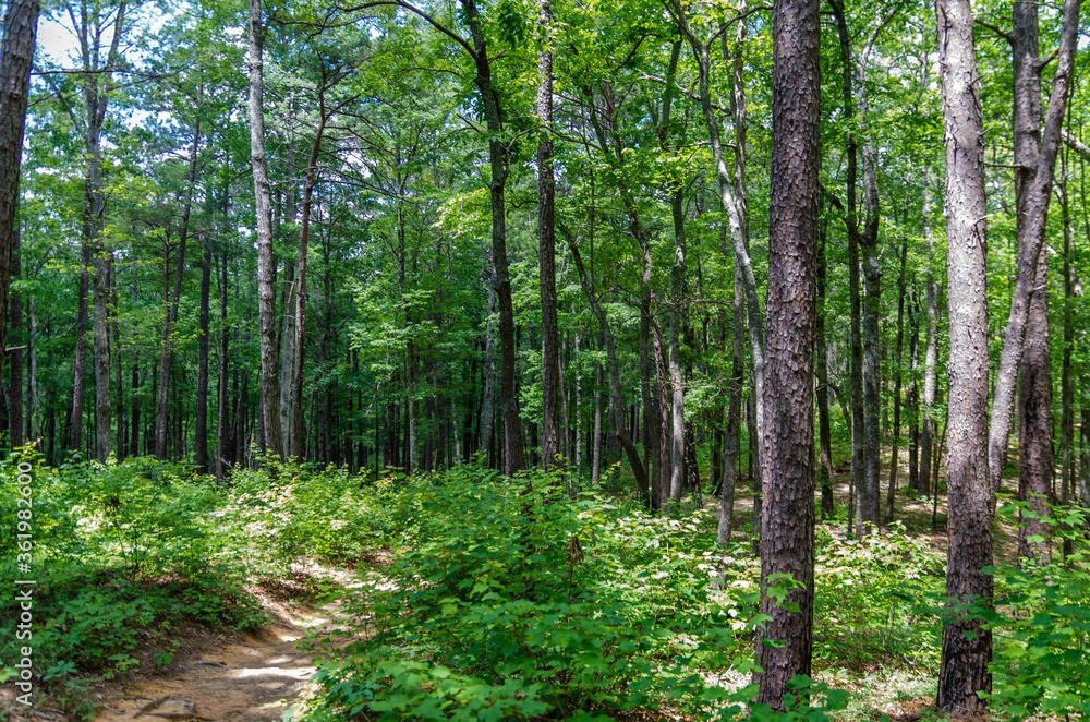 path through trees in the woods path through trees in the woods