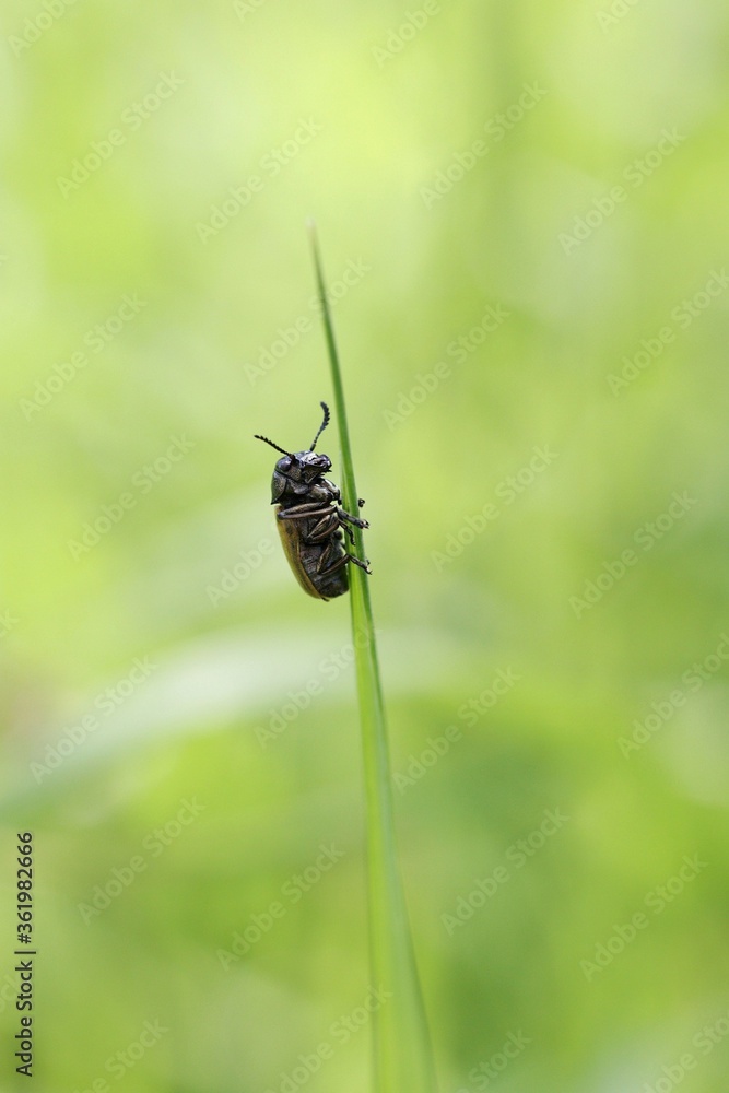 bug on the blade of grass bug on the blade of grass