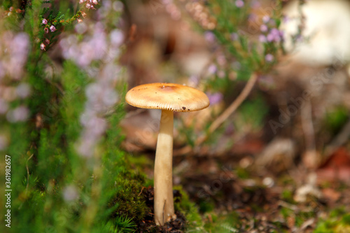 Wild mushroom in beautiful and corolful environment