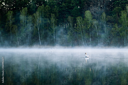 Swan in morning fog  on Dziarg lake 