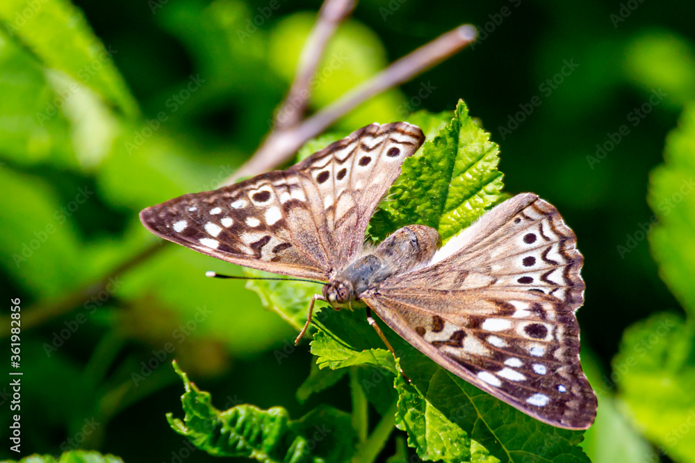 Obraz premium Pretty Moth