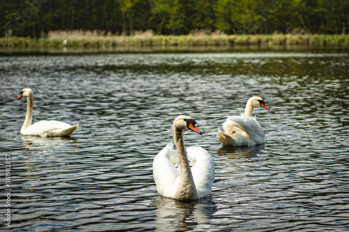 Photography Swans on lake during mating season in lubusz, Poland,