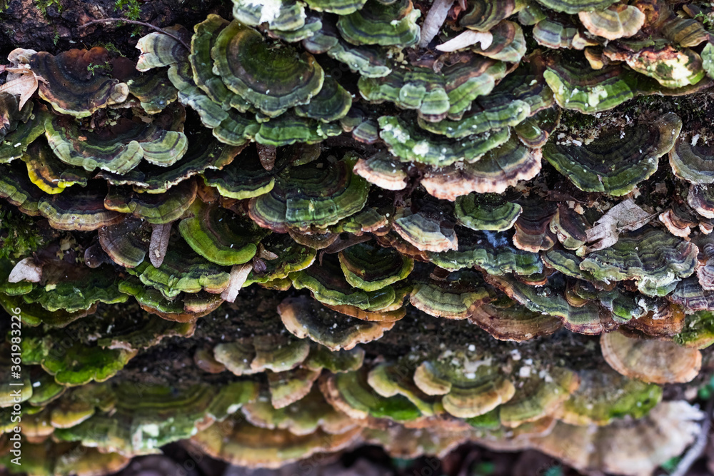 polypore fungi on old cutted-down tree front polypore fungi on old cutted-down tree front