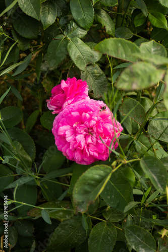 Pink fluffy rose hid behind green leaves