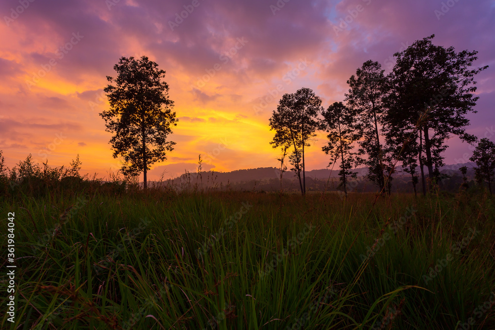 Trees silhouette at sunrise. Thung Salaeng Luang National Park, Phatchabun