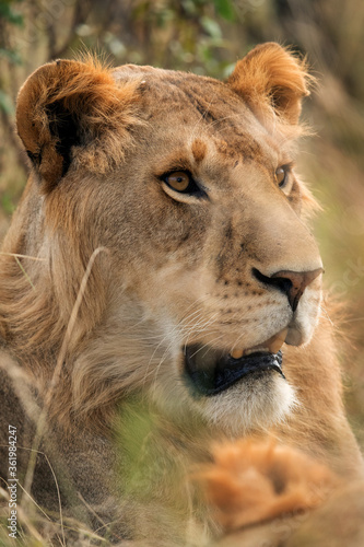 A Lion portrait  Masai Mara  Kenya