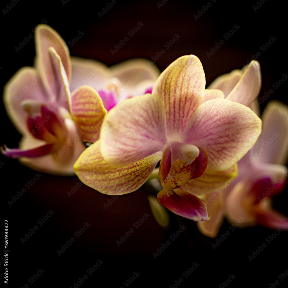 Orchidee Orchidee