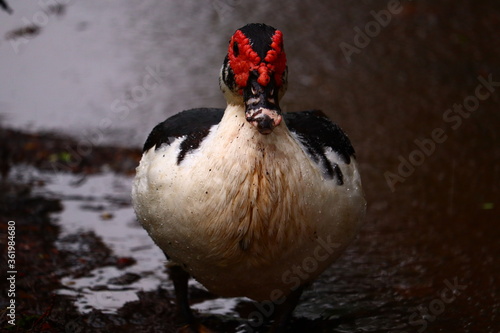 Muscovy duck walking outside on the rainy weather photo