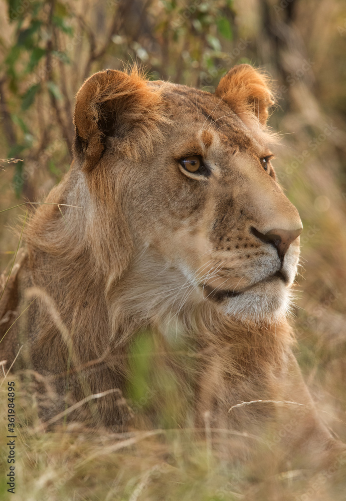 Lion in the bush at Masai Mara, Kenya