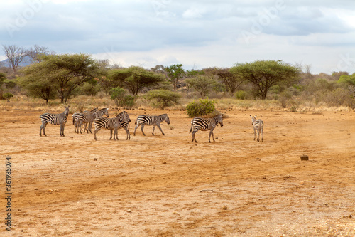 Group of zebra in Kenya