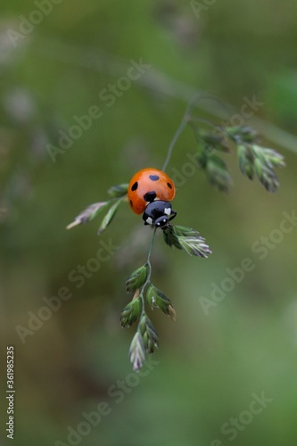 ladybird on the grass