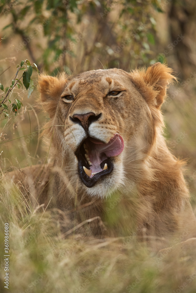 Closeup of a Lion resting in bush, Masai Mara Closeup of a Lion resting in bush, Masai Mara