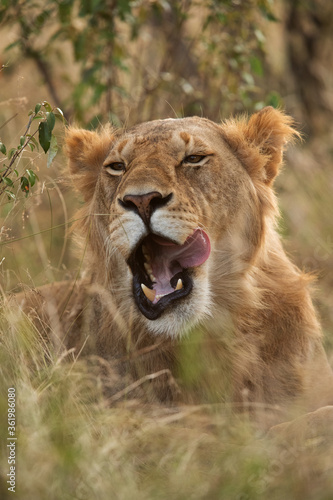 Closeup of a Lion resting in bush  Masai Mara
