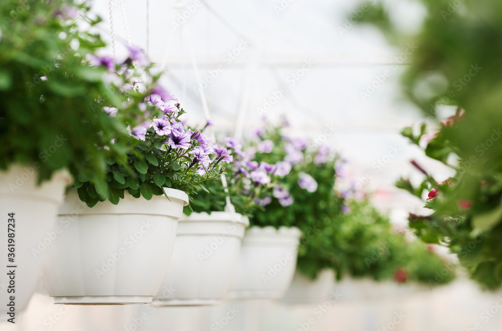 Cultivation of plants for garden in greenhouse. Violet campanulas in white pots Cultivation of plants for garden in greenhouse. Violet campanulas in white pots