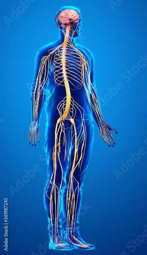 3d rendered medically accurate illustration of a male nervous system