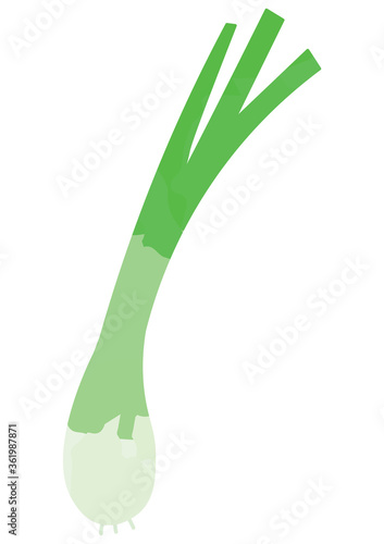 エシャロットのイラスト