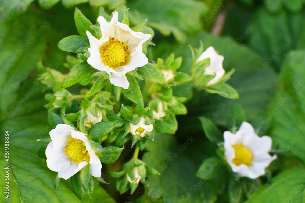 Strawberry plant blossoming in garden in summer, fresh strawberry flowers.
Strawberry plant blossoming in garden in summer, fresh strawberry flowers.