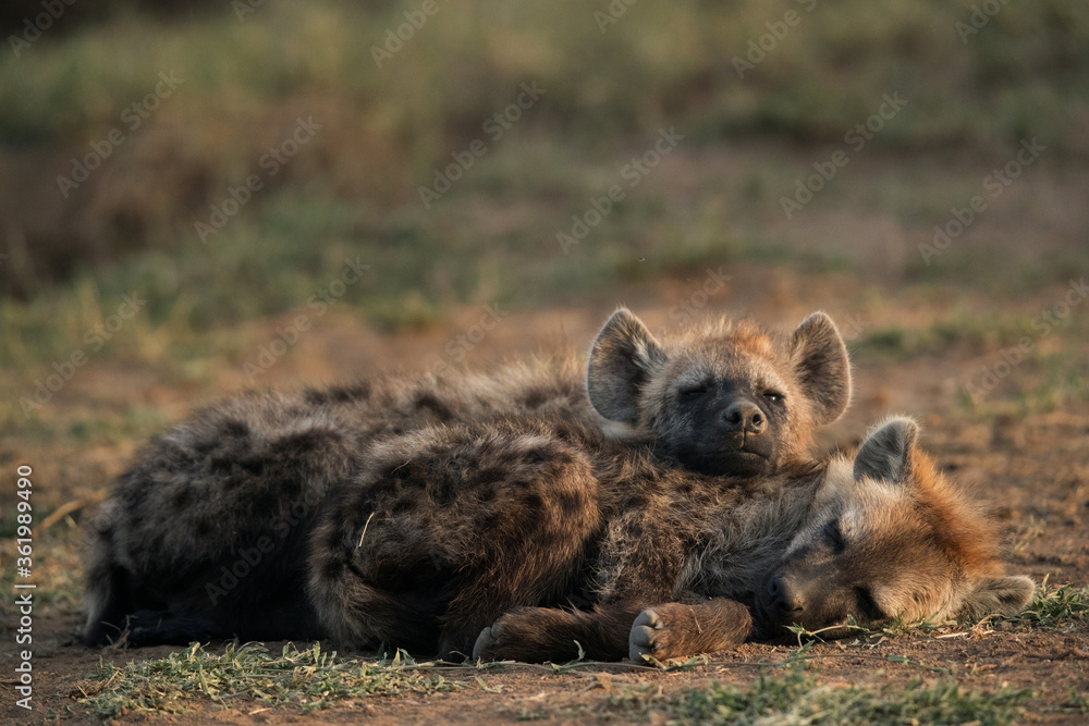 Hyena cub resting, Masai Mara Hyena cub resting, Masai Mara