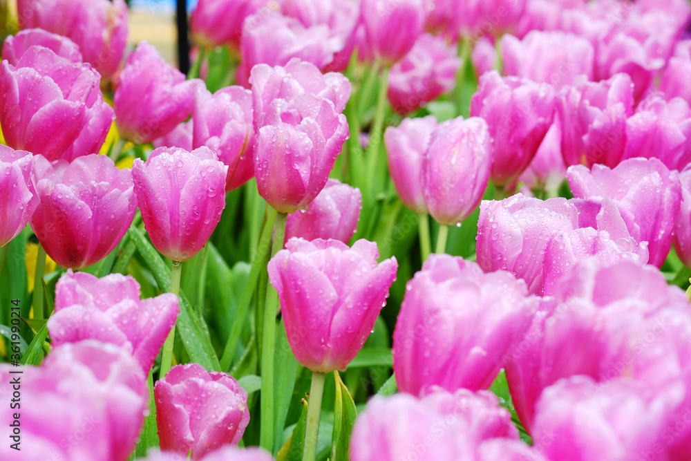 Fototapeta premium Beautiful pink tulips in the garden