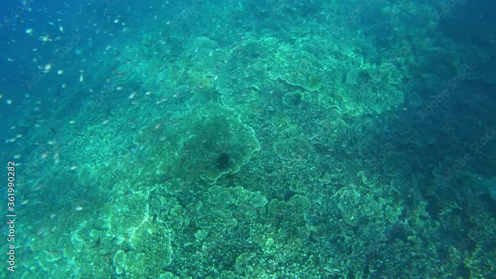 Underwater view of woman enjoying snorkeling above coral reefs, hundred of fishes swimming around the clear sea water from Oslob Cebu, Philippines Underwater view of woman enjoying snorkeling above coral reefs, hundred of fishes swimming around the clear sea water from Oslob Cebu, Philippines