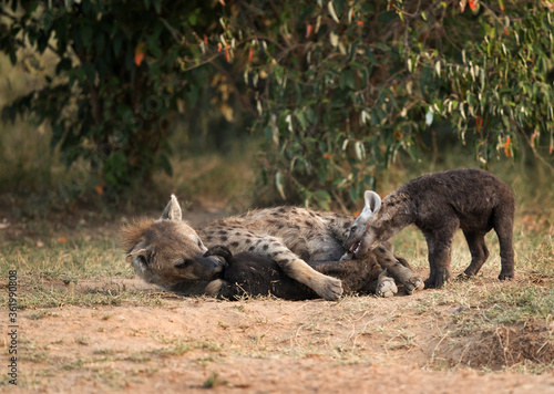 Hyena  mother feeding one of her cub and other biting its ear   Masai Mara