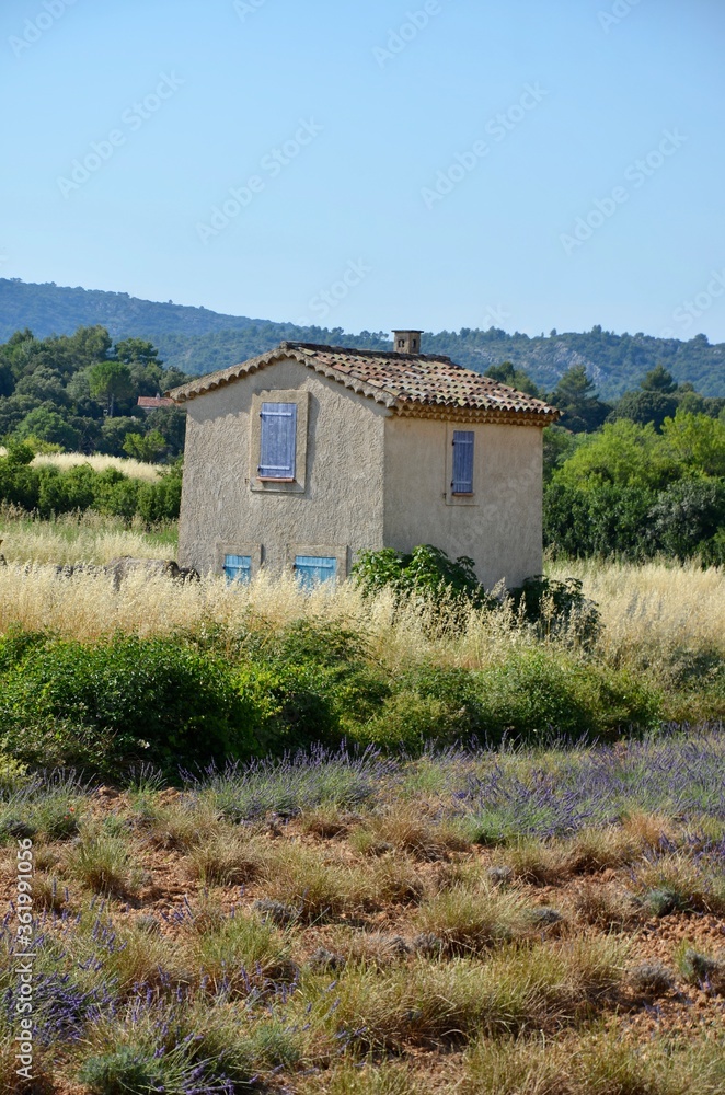 Lavender field in Provence, France, traditional farmhouse in with purple and turquoise shutters, forest in the background, a sunny day in summer Lavender field in Provence, France, traditional farmhouse in with purple and turquoise shutters, forest in the background, a sunny day in summer