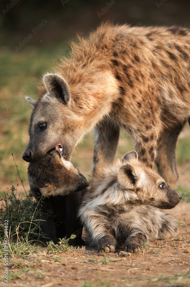 Hyena and her cubs, Masai Mara