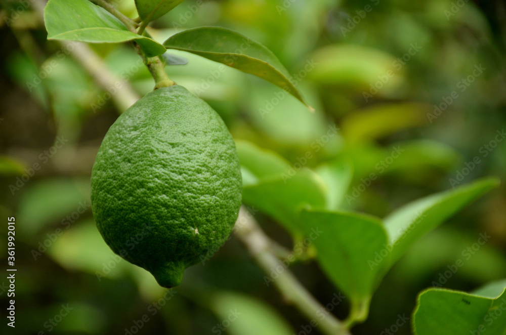 the green ripe lime with leaves and branch. the green ripe lime with leaves and branch.