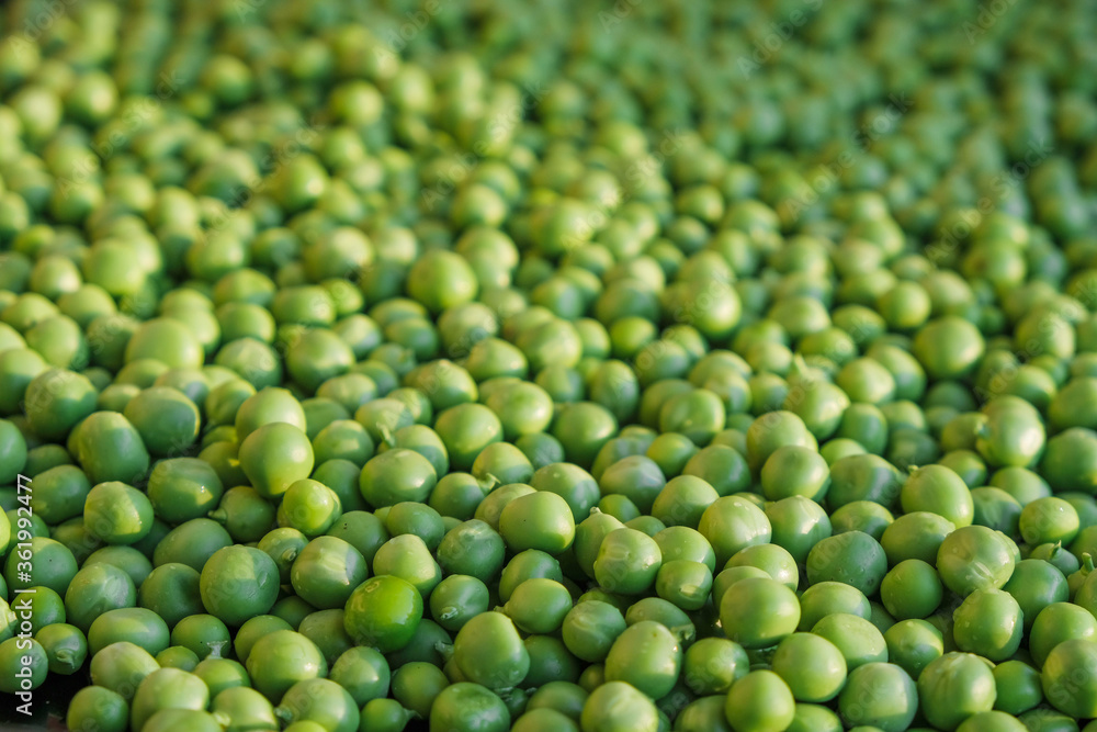 Green fresh peas in the evening sun in Ukraine. Healthy eating concept. Selective focus. Copy space.