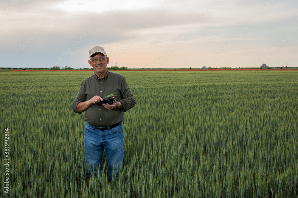 Senior farmer standing in wheat field holding tablet and examining crop during the day.