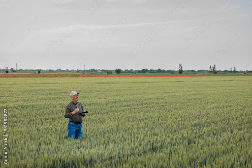 Senior farmer standing in wheat field holding tablet and examining crop during the day. Senior farmer standing in wheat field holding tablet and examining crop during the day.